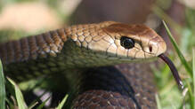 snakebite-compensation-fraud-17-arrested-including-doctors-lawyers