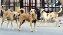 license-for-domestic-animals-to-be-made-mandatory