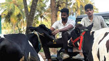 noufal-and-his-success-story-in-dairy-farming