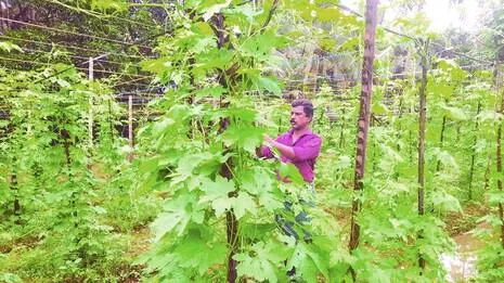jayaprakash-.1.3945273