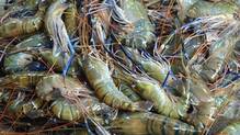 river-fish-catch-season