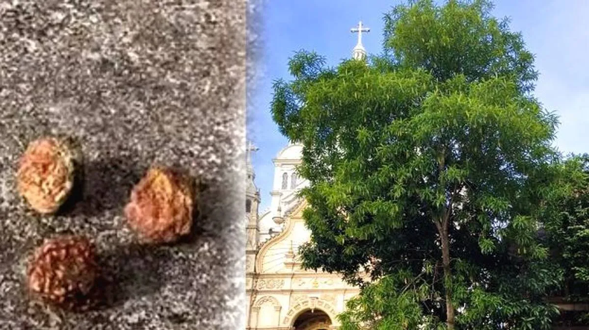 tree-church