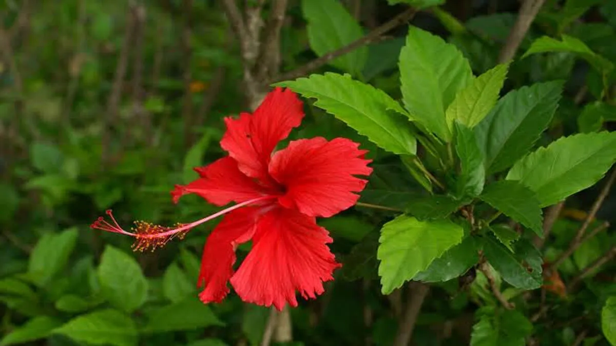 hibiscus