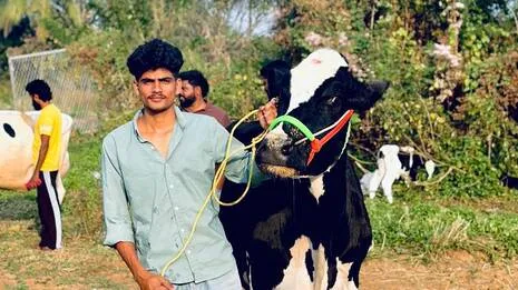 cow.1.3945556
