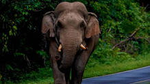 ponmudi-wild-elephant-attack-father-and-daughter