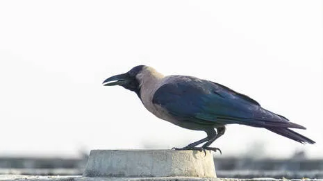crow.1.3946959