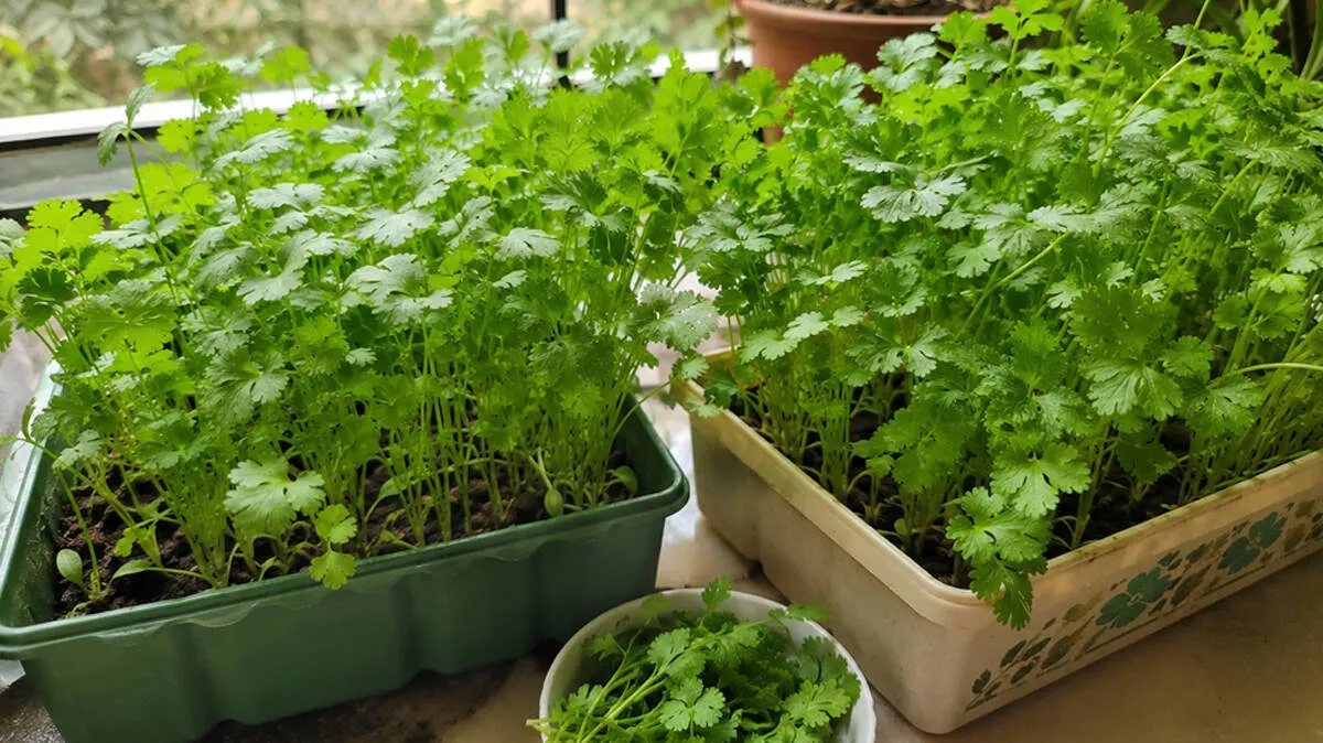 coriander-leaves-