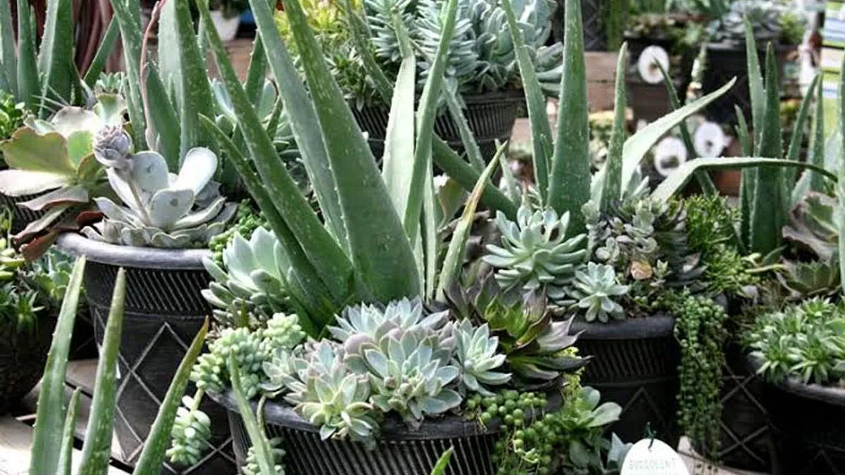 aloe-vera