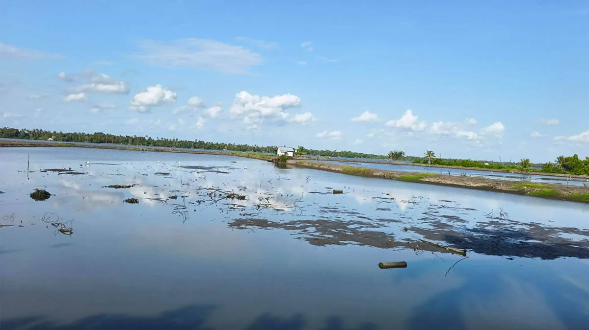 paddy-field