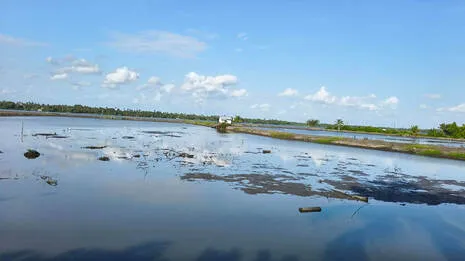 paddy-field.1.3949740