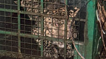 leopard-kills-chicken-and-eat-dog