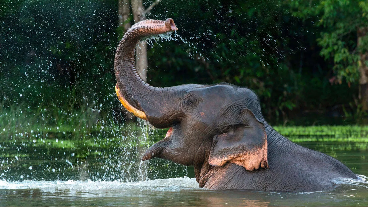 elephant