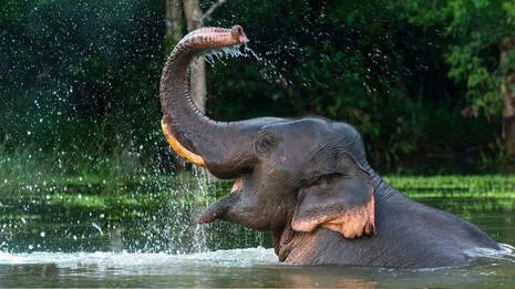 elephant.1.3952899