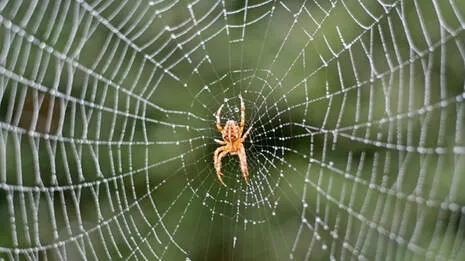 spider.1.3953749