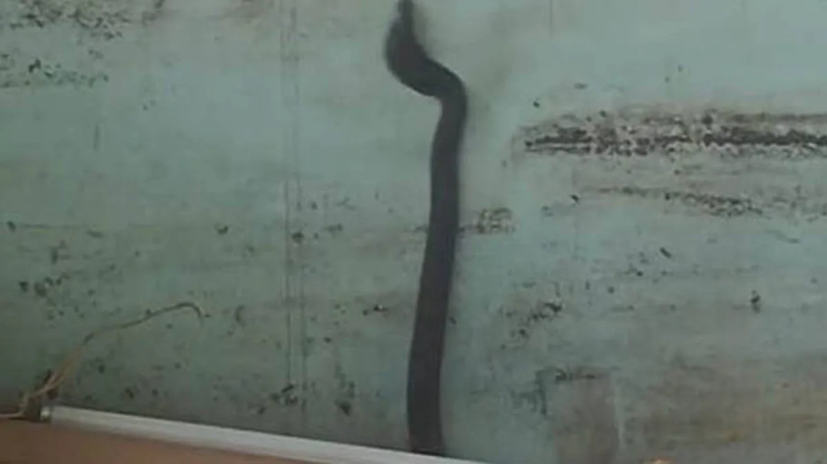 cobra