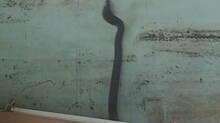 snake-found