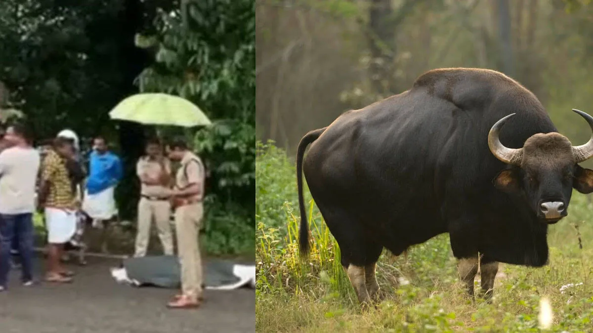 gaur-attack