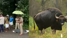 kollam-wild-gaur-attack
