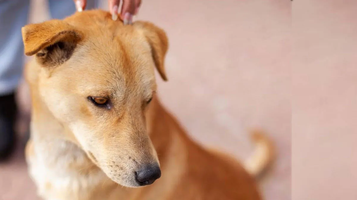 pet-dog