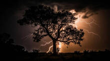 lightning-safety-tree-shelter