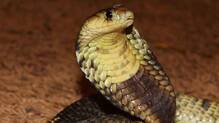 cobra-haritha-karmasena-snake