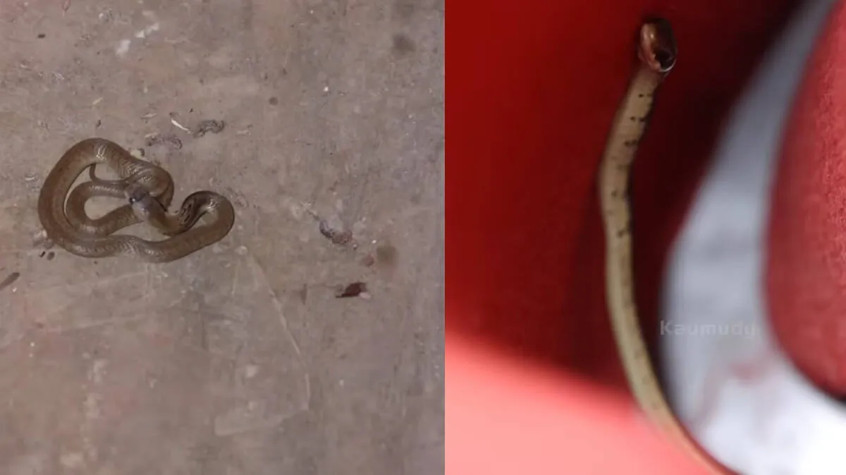 snake