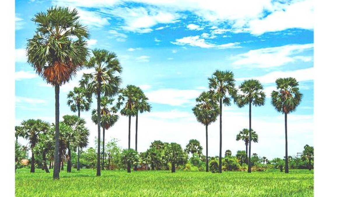 palakkad