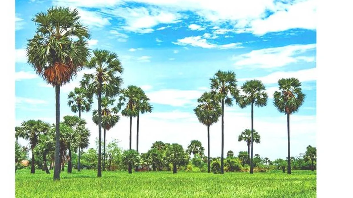 palakkad