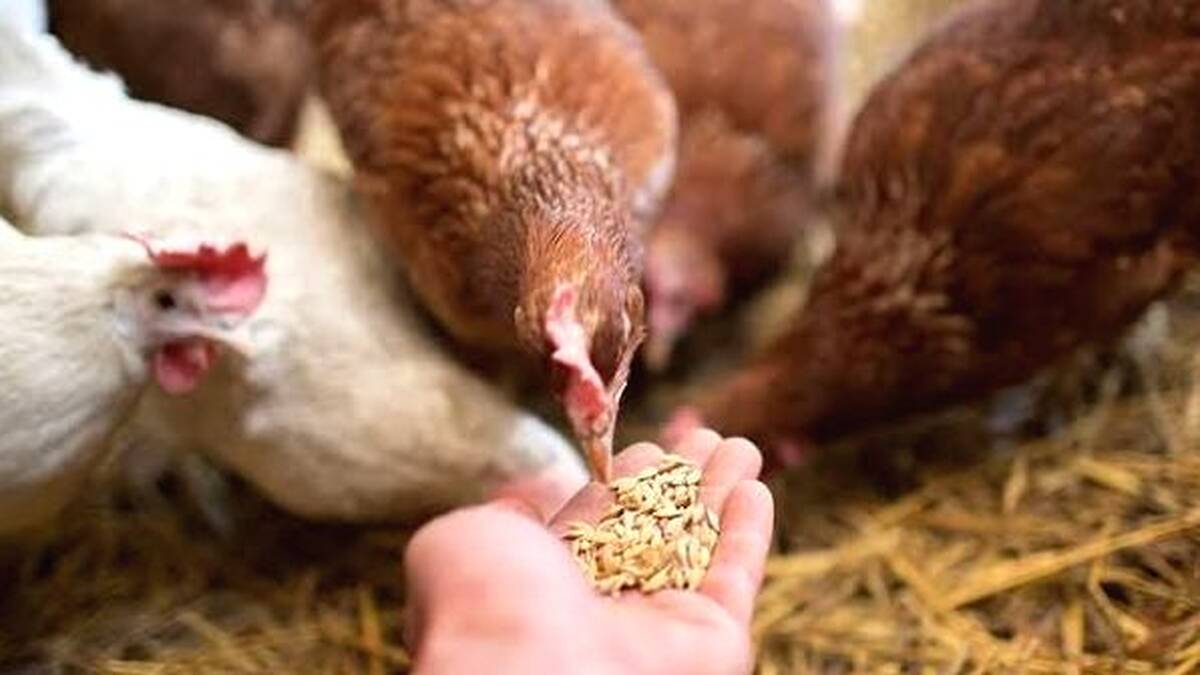 poultry-feed