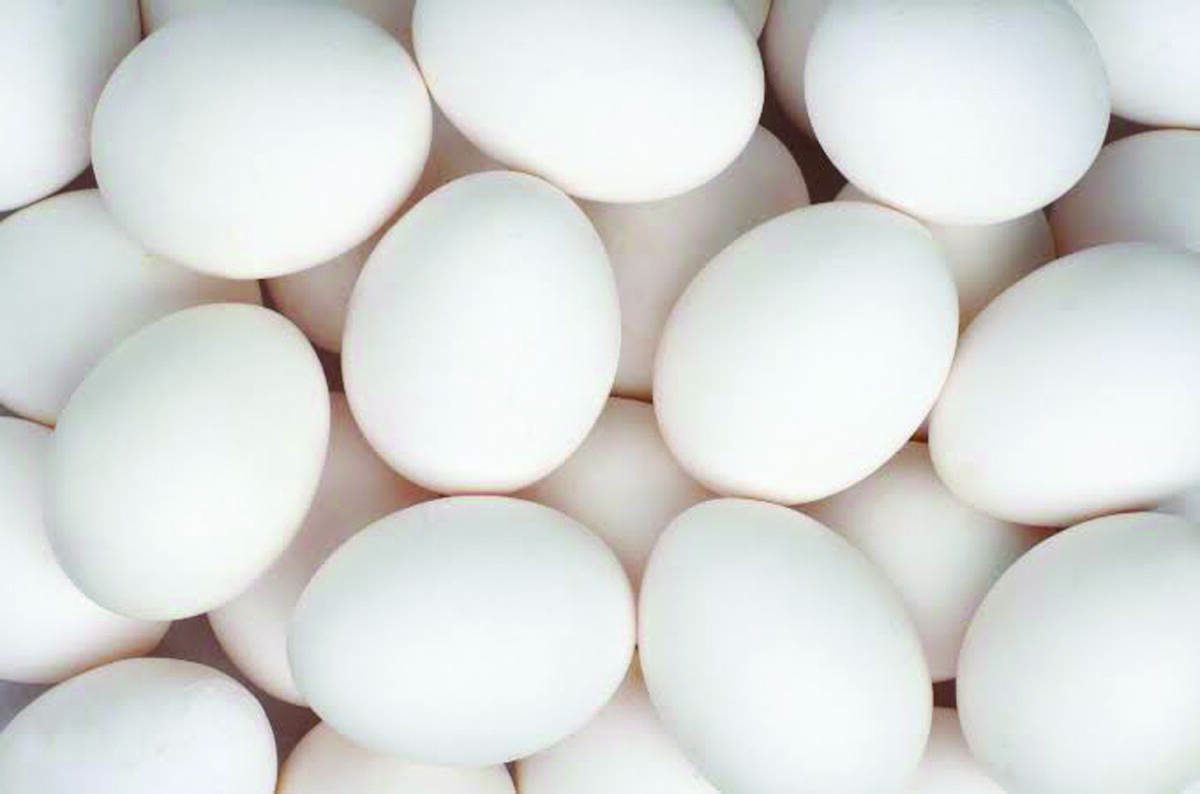 egg