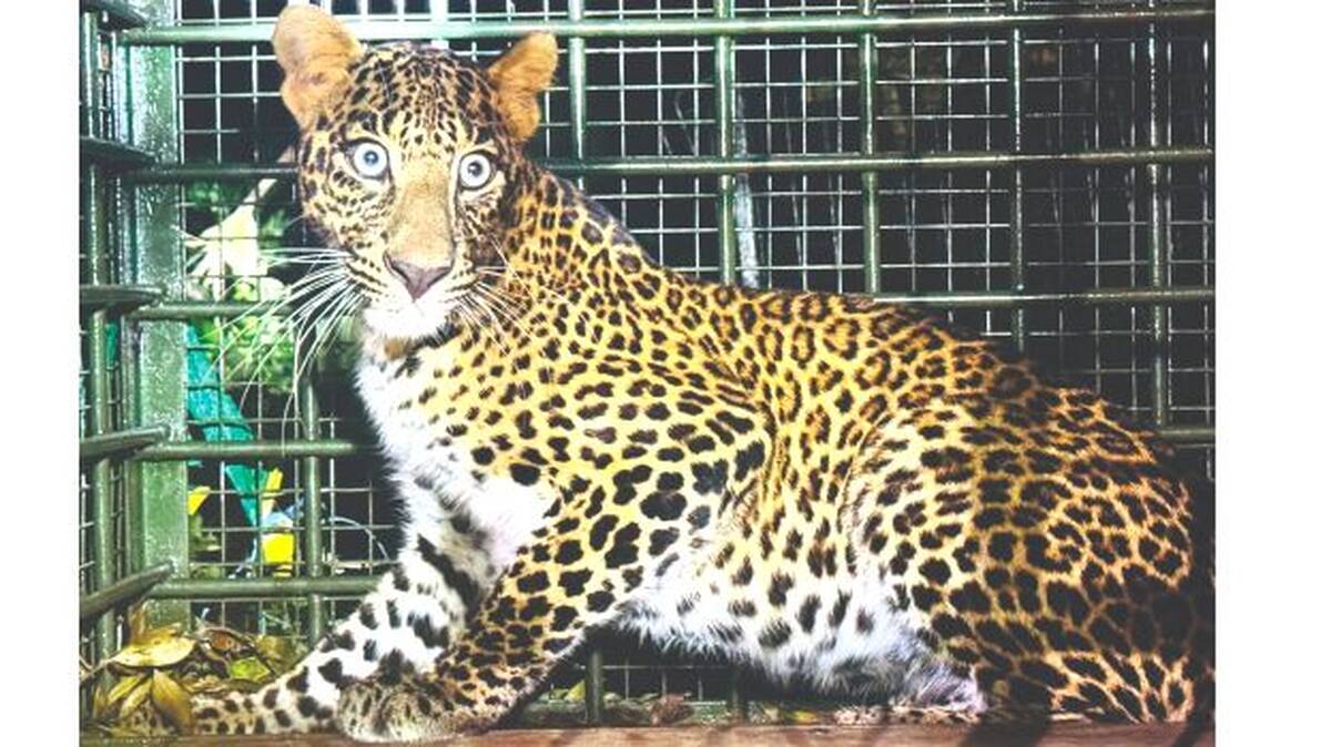 puli