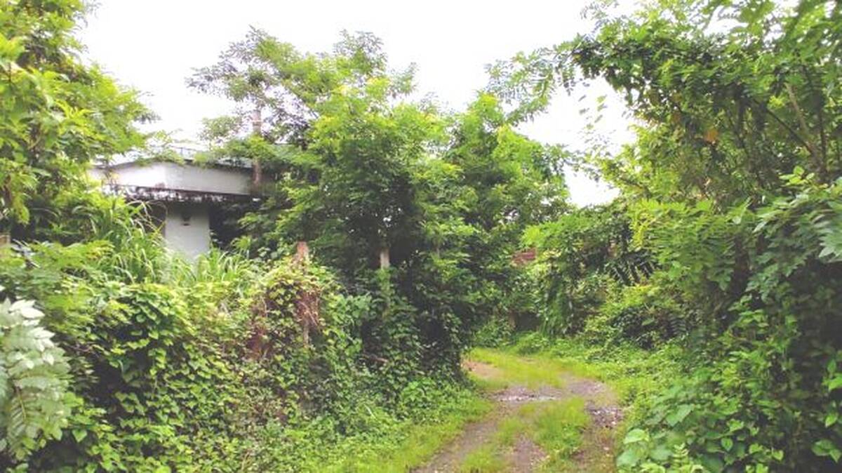 chenthamara