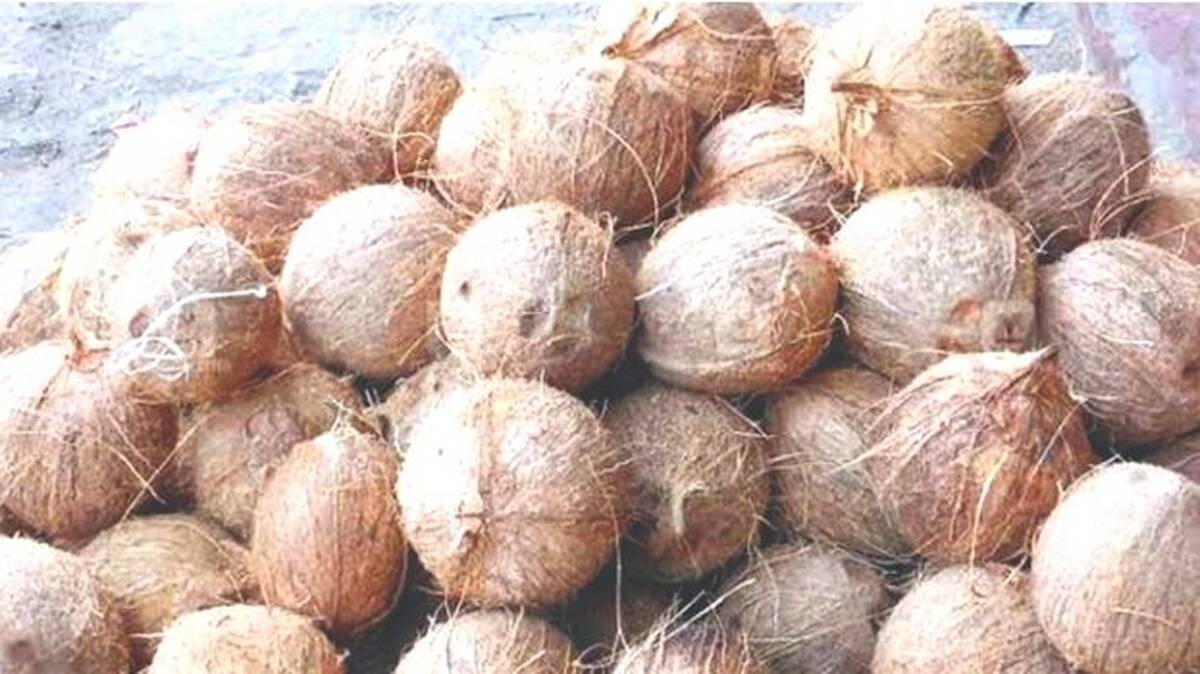 coconut