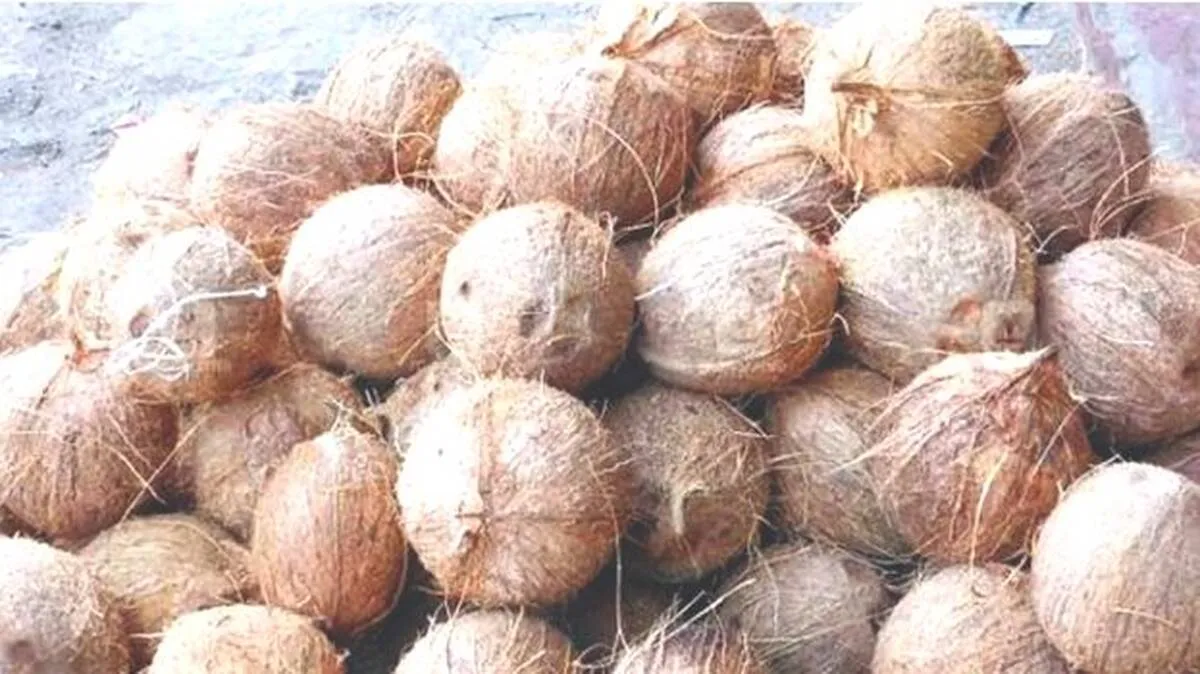 coconut