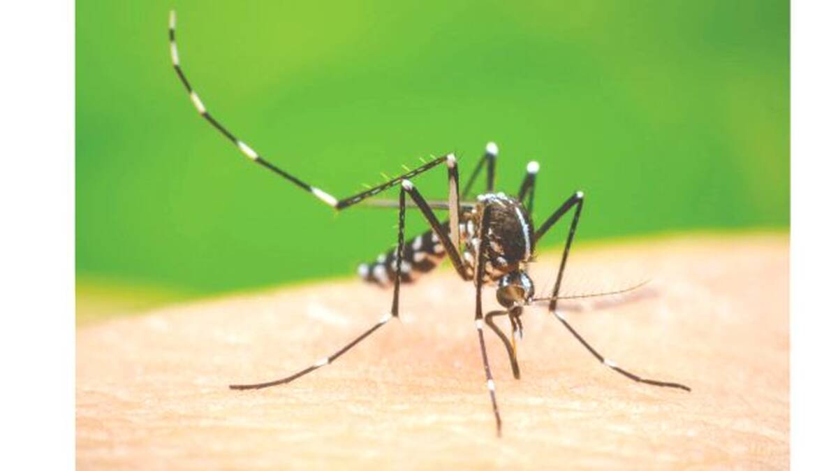 dengue
