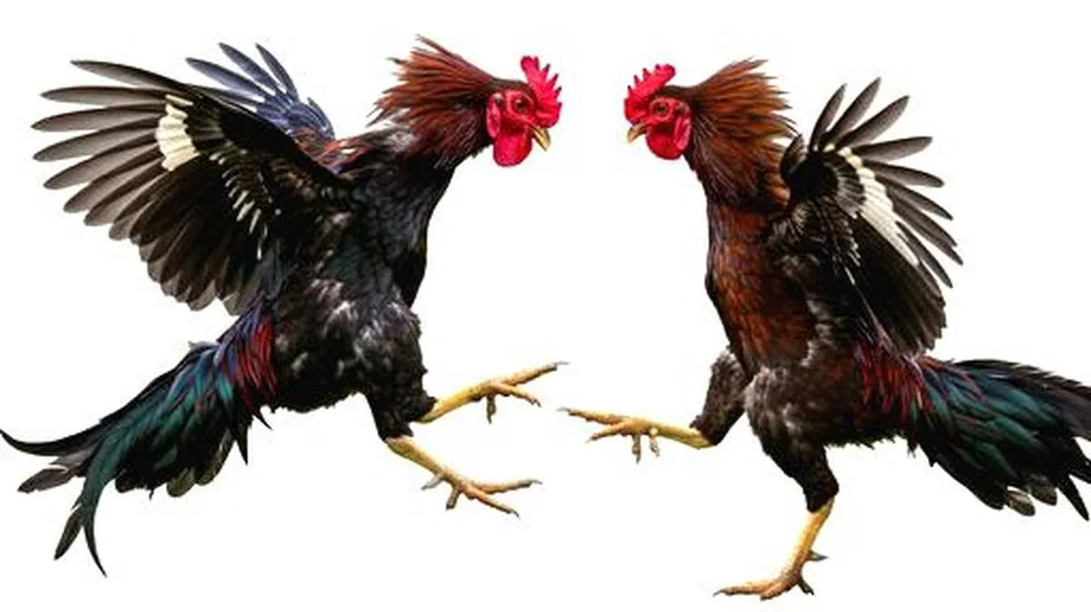 kozhi
