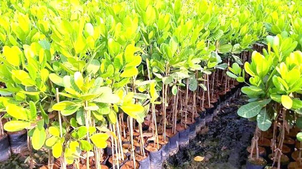 plant