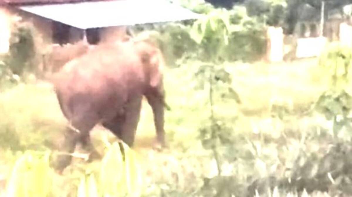 elephant-