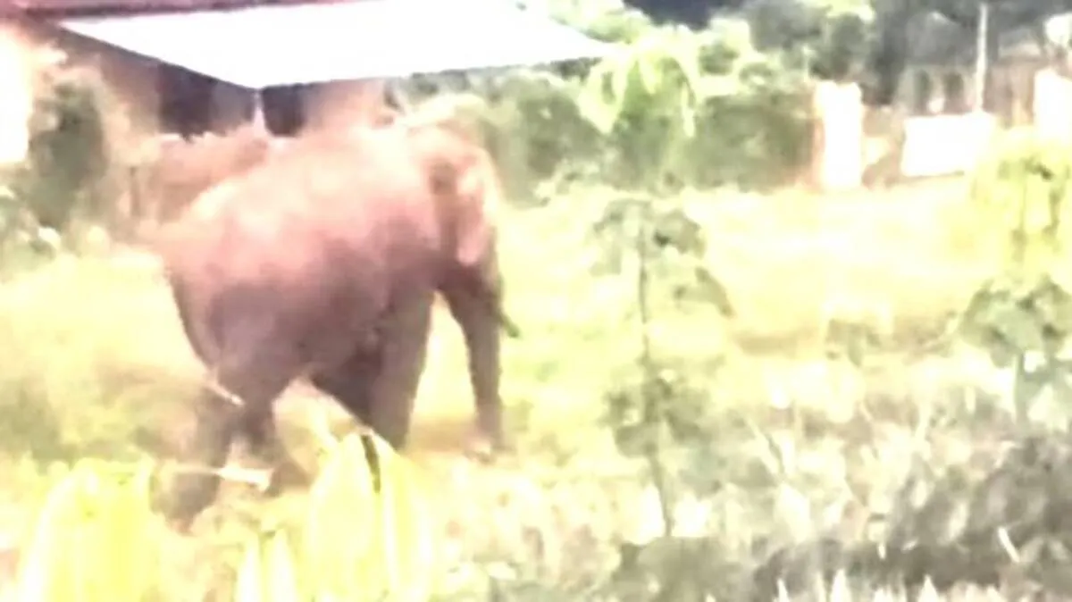 elephant-