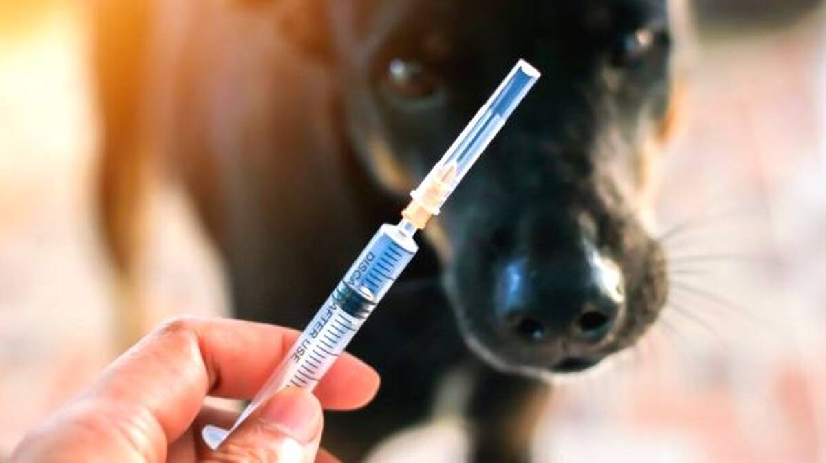 dog
