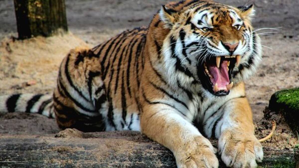 tiger