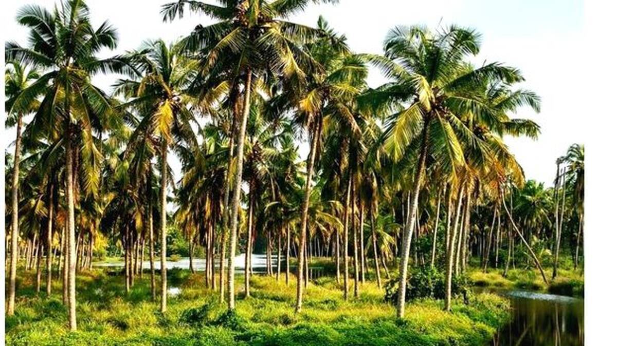 coconut