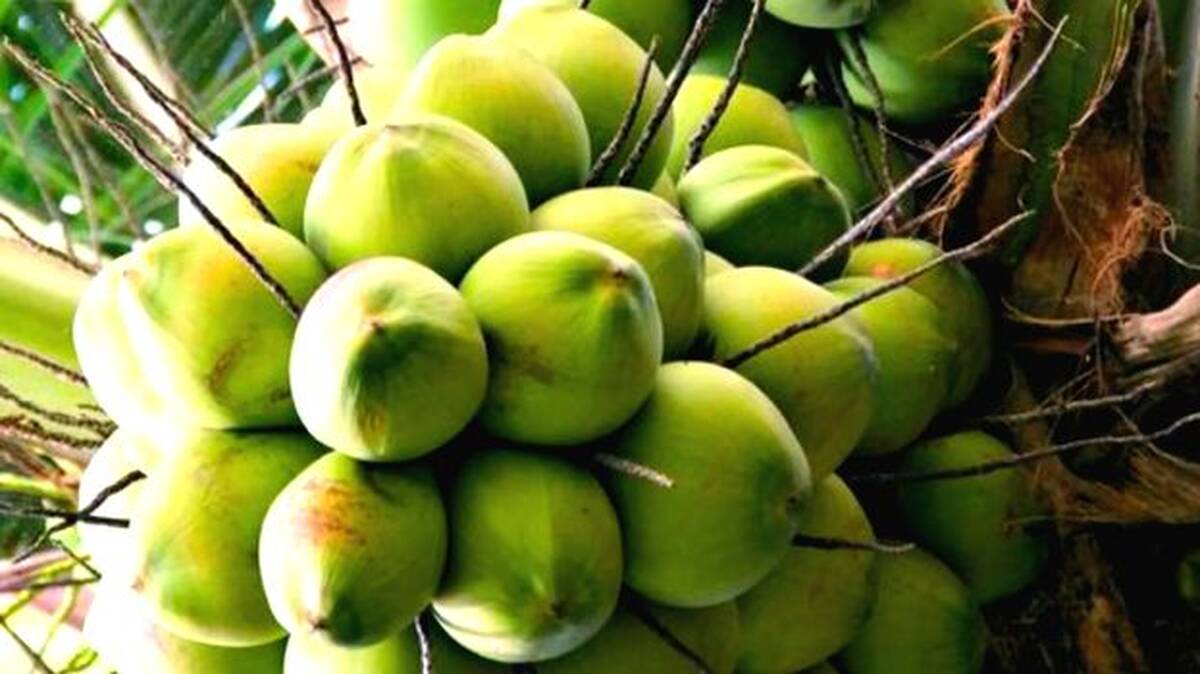 coconut