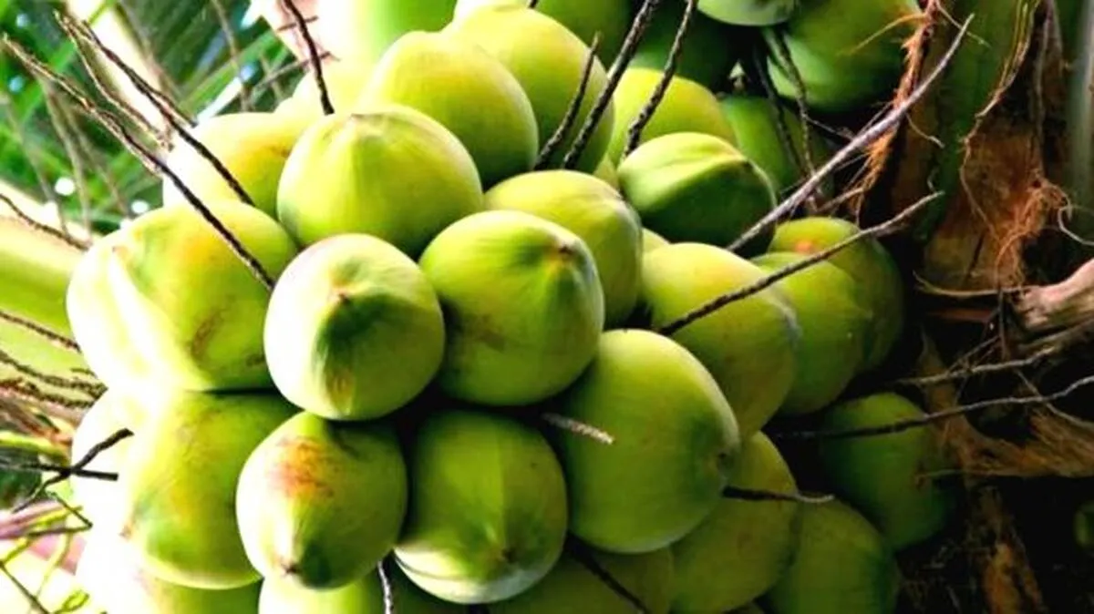 coconut