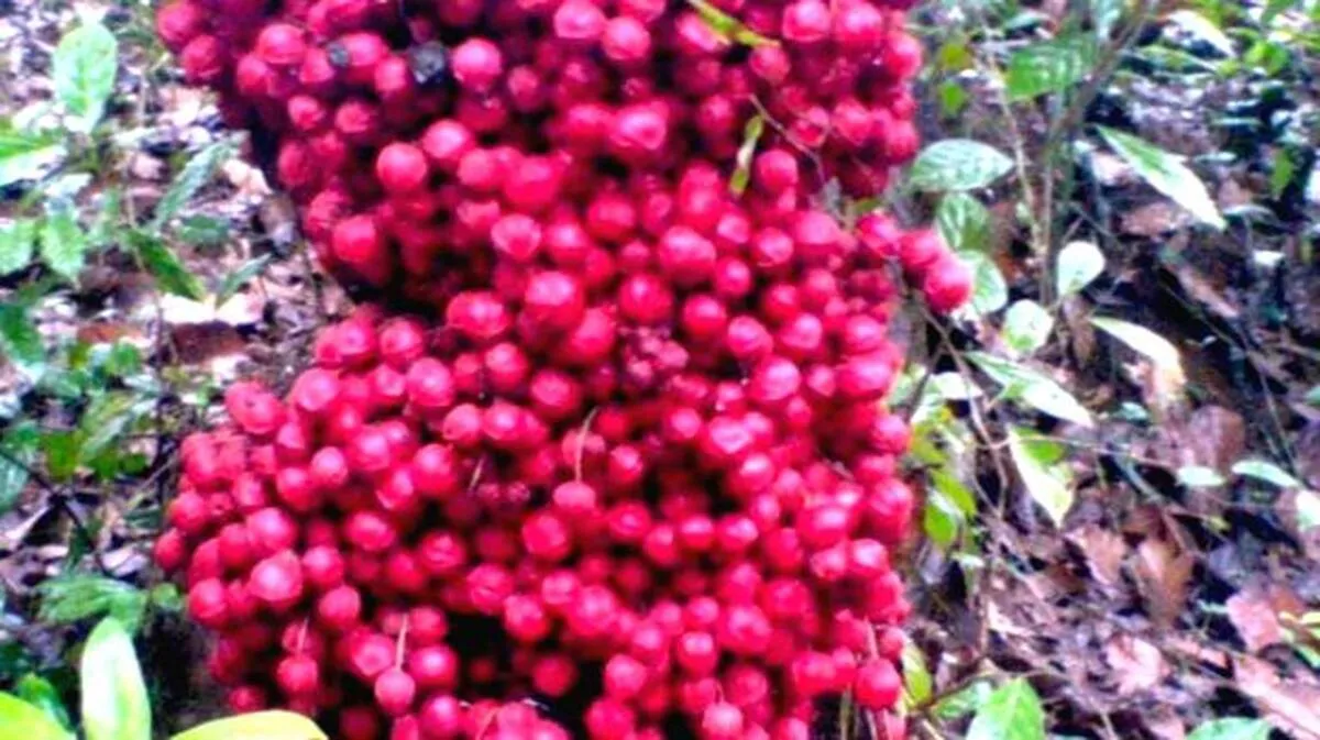 fruit