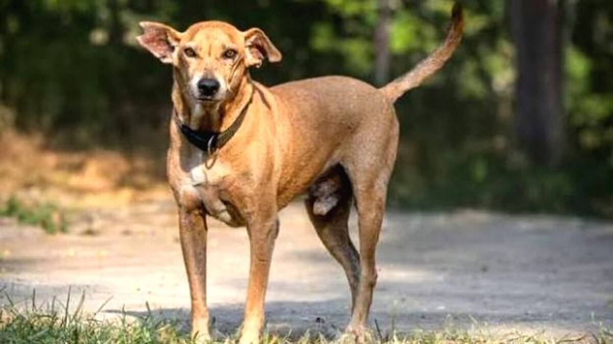 street-dog