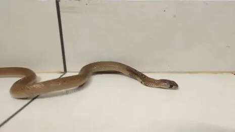 cobra-.1.3957595