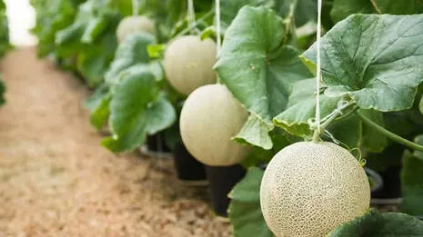 yubari-king-melon.1.3959043