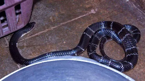 snake.1.3959225