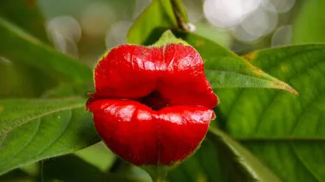 hookers-lips.1.3960607
